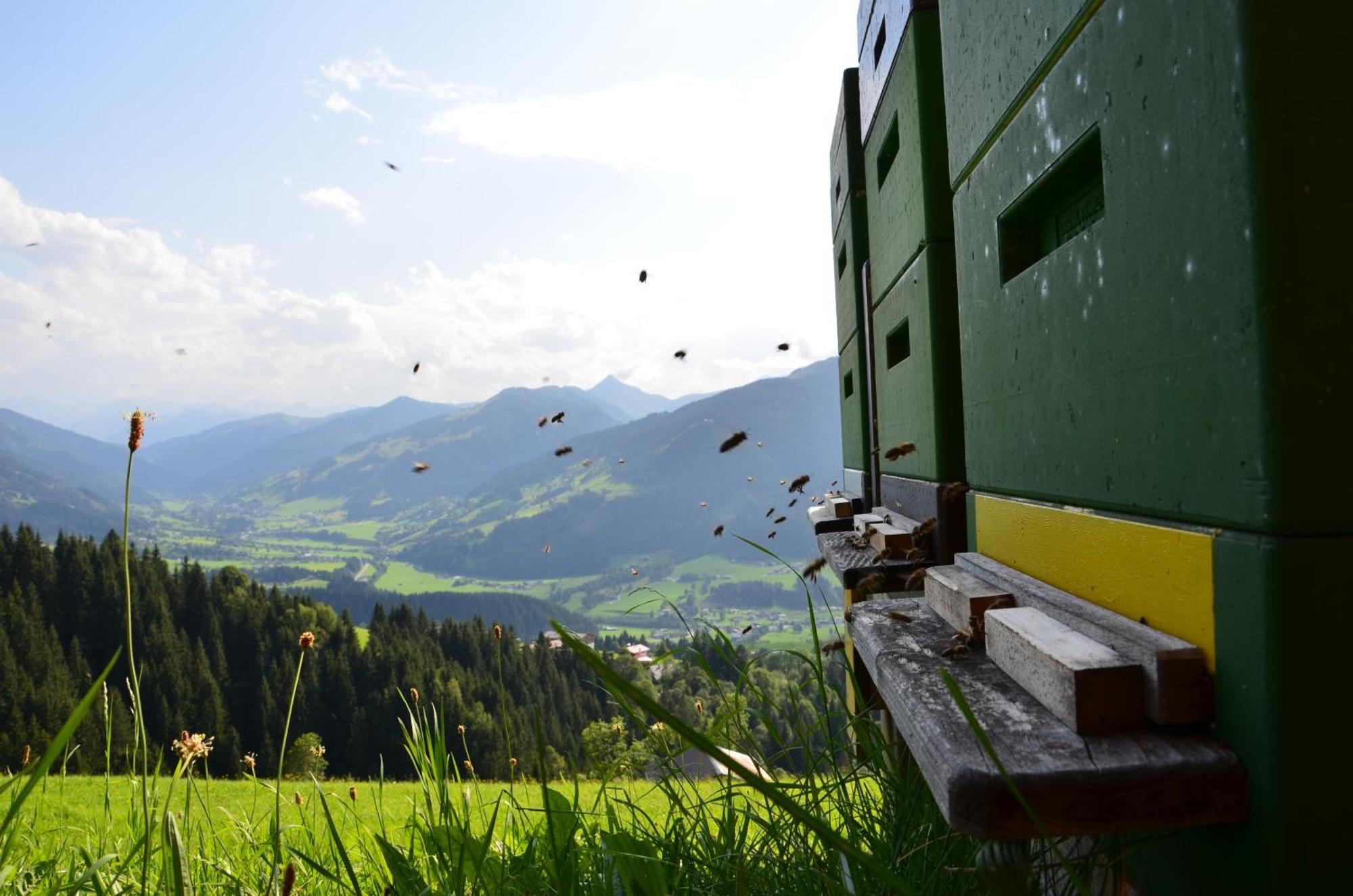 Appartamento Hof Hamoos Kitzbühel Esterno foto