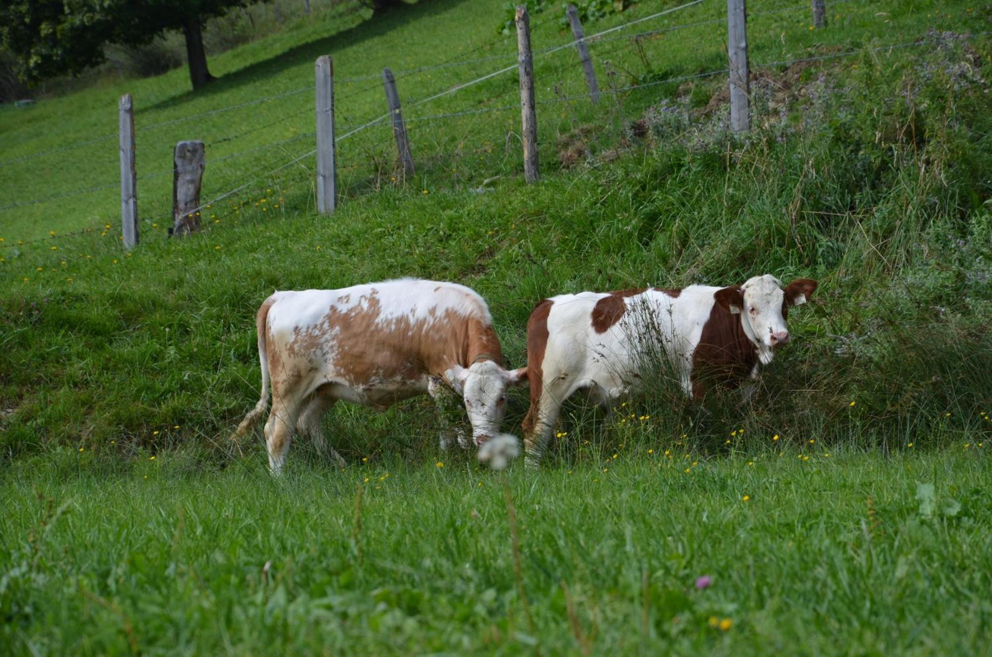 Appartamento Hof Hamoos Kitzbühel Esterno foto