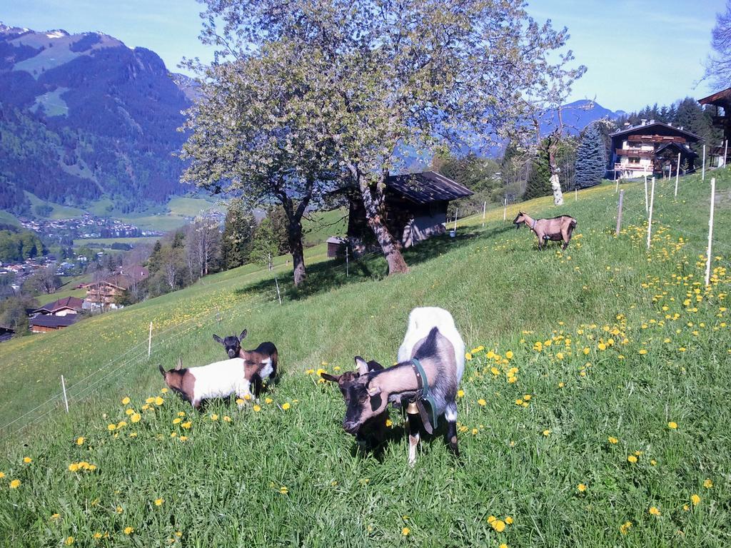 Appartamento Hof Hamoos Kitzbühel Esterno foto